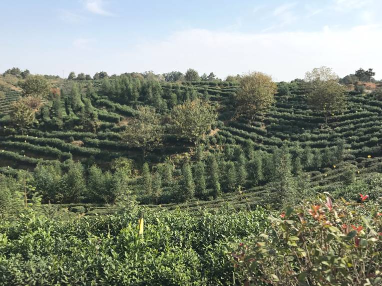 Grüner Hügel mit Teepflanzen