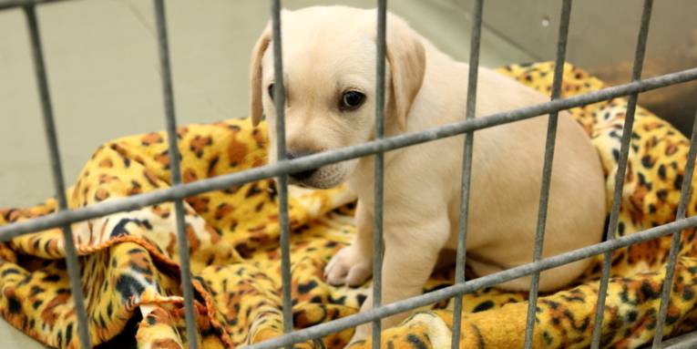 Junger Hund auf einer Decke hinter Gittern