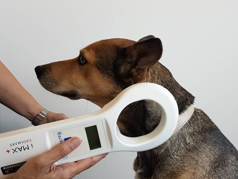Ein Hund, bei dem mit einem Lesegerät der Chip geprüft wird