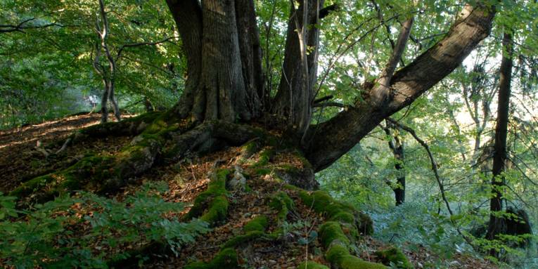 Dicke Baumwurzeln winden sich über den Waldboden, Laub leigt auf dem Boden und bietet Insekten Lebensraum.
