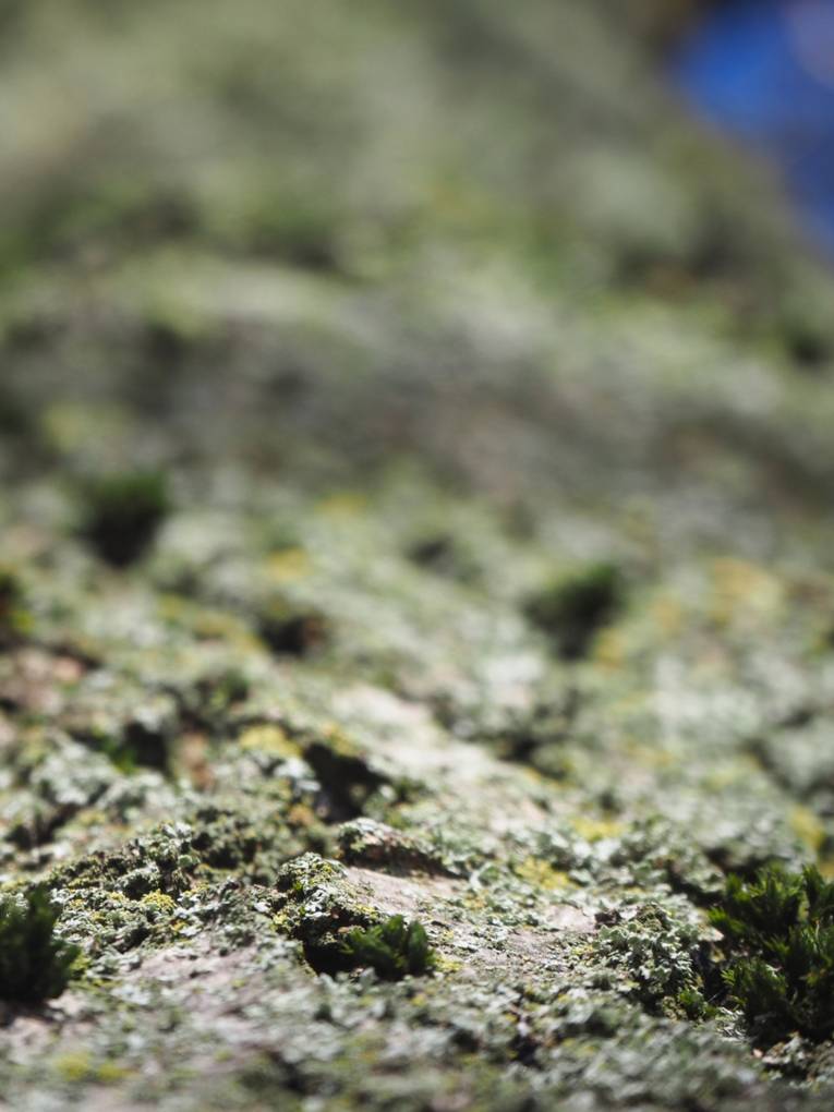 Blick von unten auf die Rinde eines Baumes.