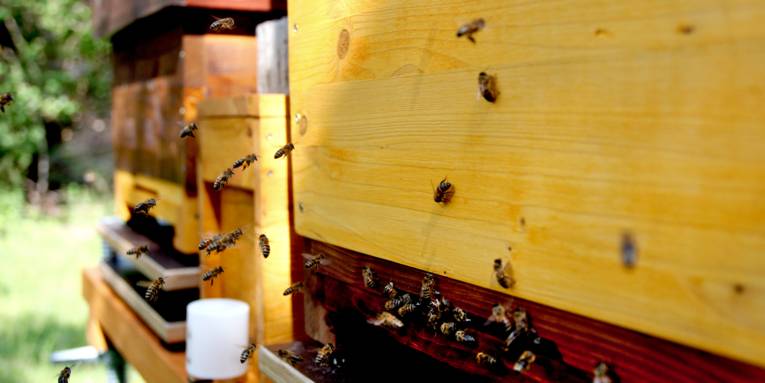 Bienen, die durch ein Loch in einem Holzkasten krabbeln bzw. auf dieses Loch zu fliegen