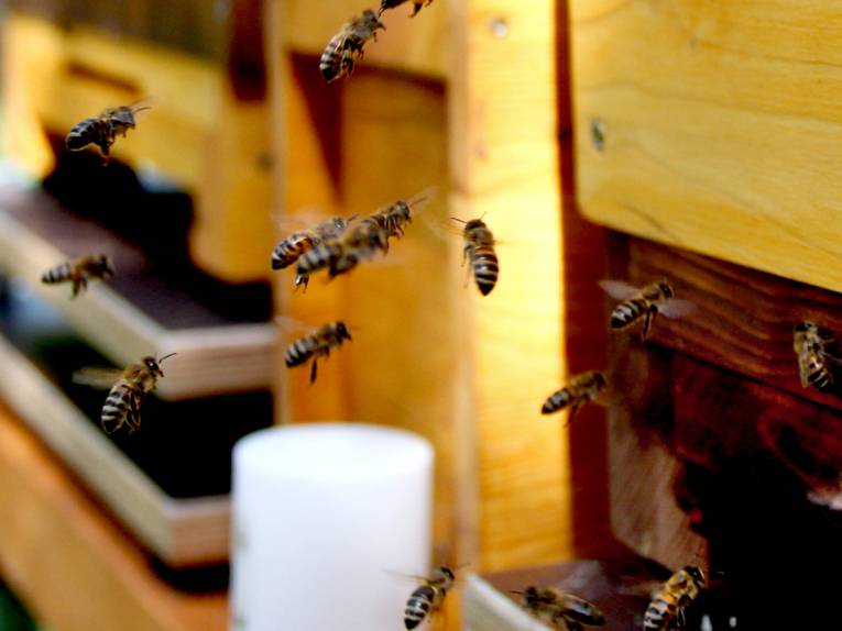Bienen, die durch ein Loch in einem Holzkasten krabbeln bzw. auf dieses Loch zu fliegen