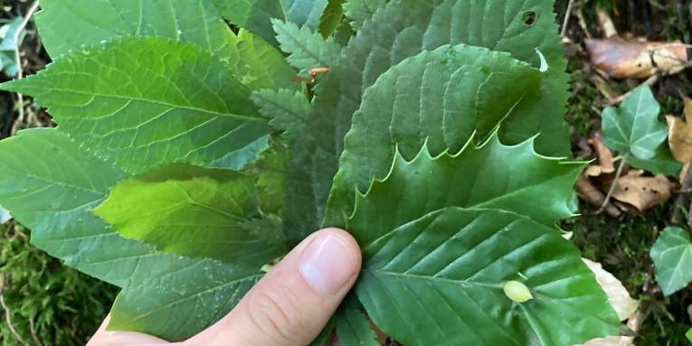 Eine linke Hand hält einen grünen Fächer ganz unterschiedlicher Laubblätter.