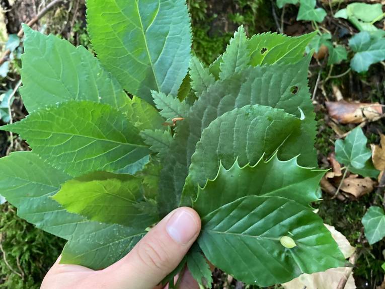 Eine linke Hand hält einen grünen Fächer ganz unterschiedlicher Laubblätter.