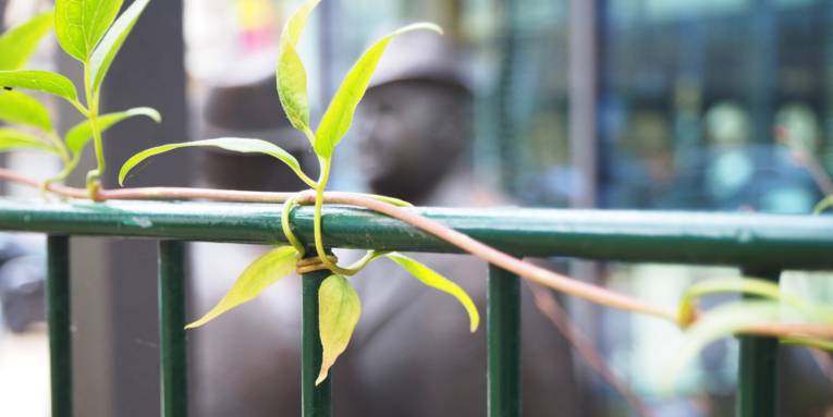 Eine Kletterpflanze rankt in der Stadt auf einem Zaun.