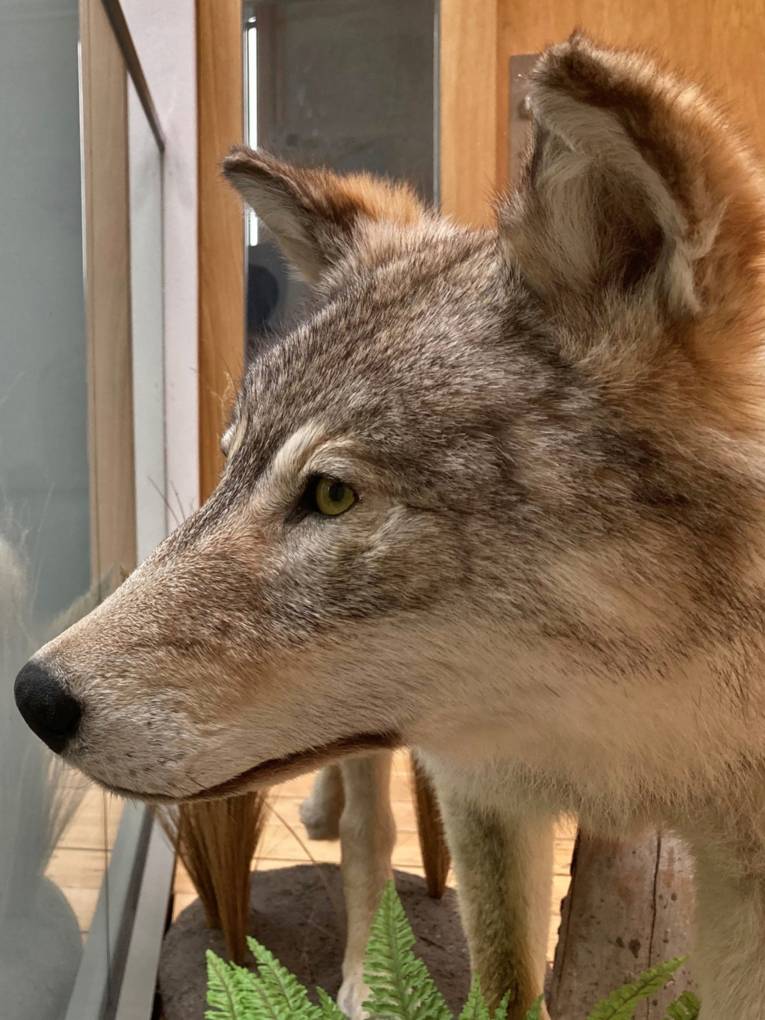 Ein präparierter Wolf blickt durch eine Glasscheibe, dabei ist dessen Spiegelbild im Glas zu erkennen.