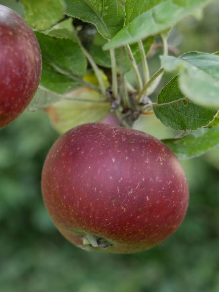 Zwei reife Äpfel am Baum