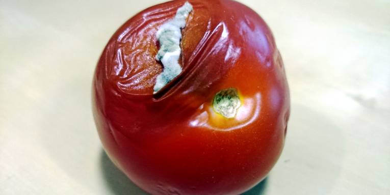 Eine Tomate schimmelt auf einer Seite