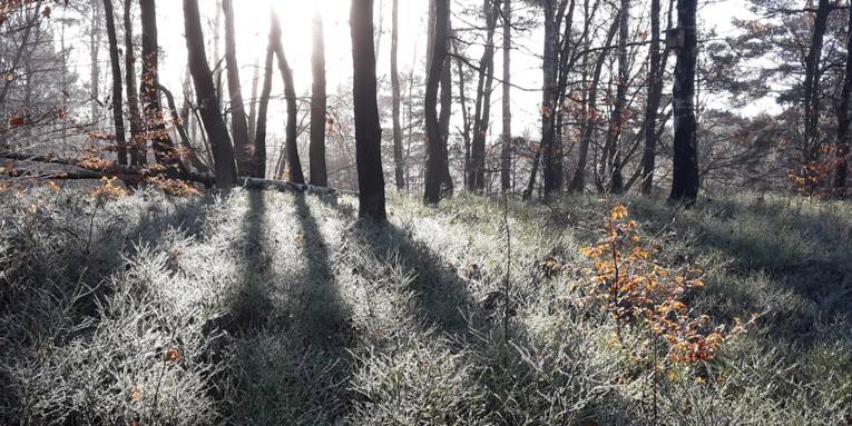 Gräser und Bäume sind von Raureif überzogen, im Spiel mit der Sonne im Gegenlicht entstehen interessante Schatten und Kontraste.