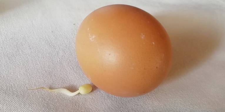 Ein Ei und ein Keimling