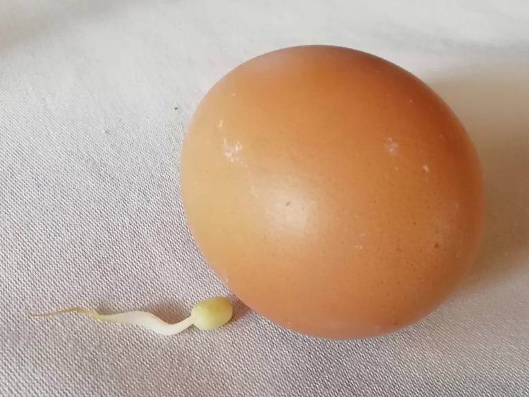 Ein Ei und ein Keimling