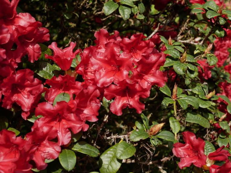 Rote Rhododendronblüten