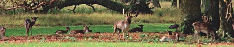 Hirsche und Rehe auf einer Wiese unter Bäumen