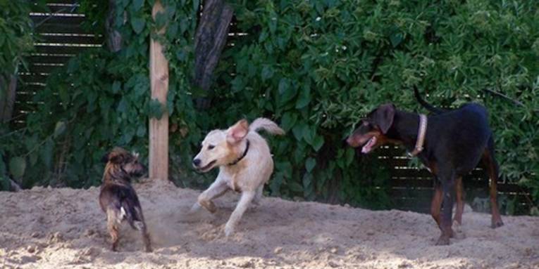 Zwei Hunde spielen miteinander