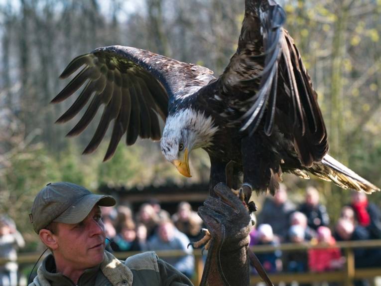 Falkner Rouven Polep mit Adler