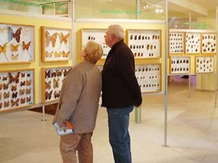 Eine ältere Dame und ein älterer Herr stehen vor einer Ausstellungswand mit präparierten Schmetterlingen und anderen Insekten.