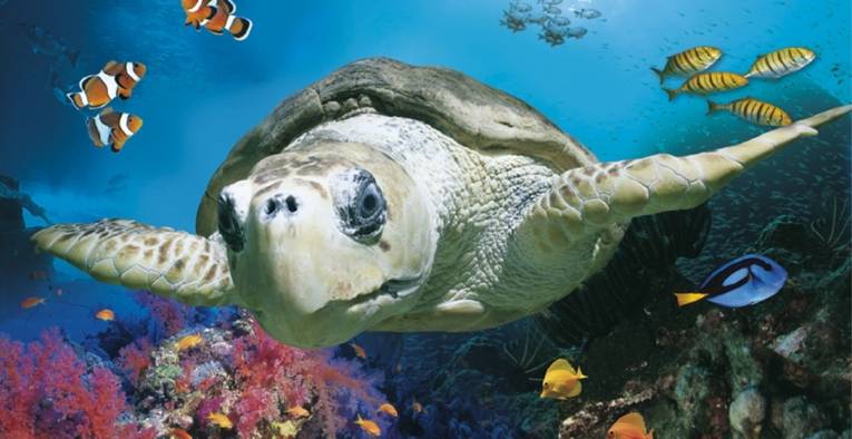 Eine Schildkröte schwimmt durch das Meer.