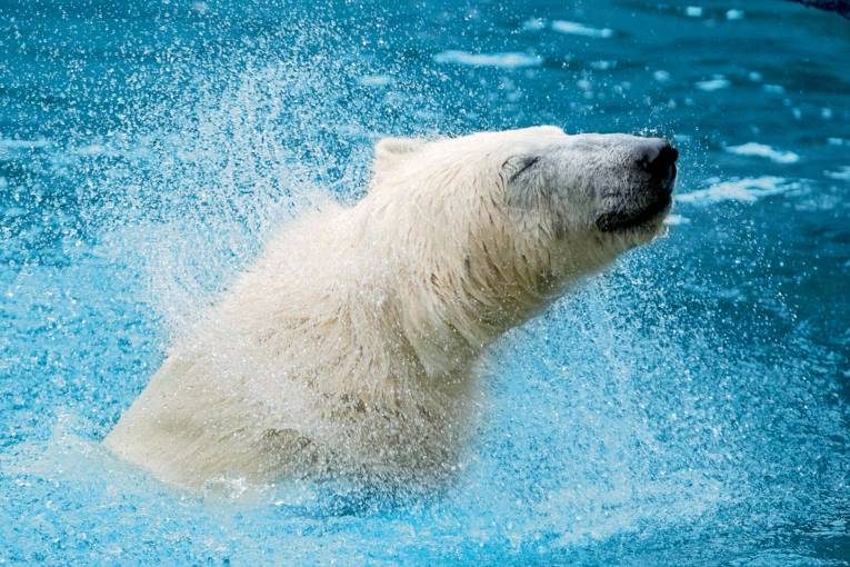 Eisbär im Erlebnis-Zoo