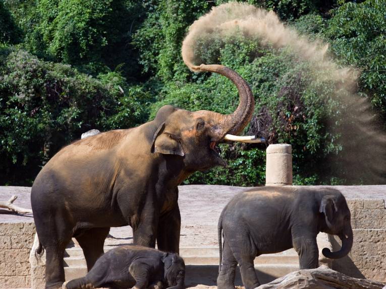 Elefanten im Erlebnis-Zoo