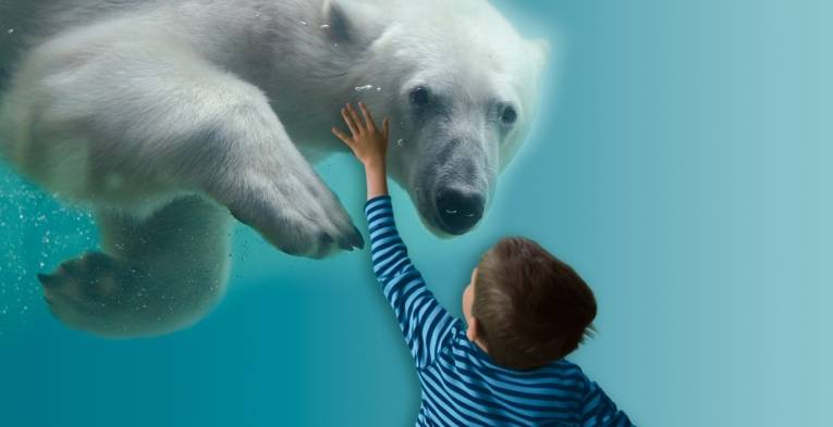 Eine Junge berührt einen Eisbären.