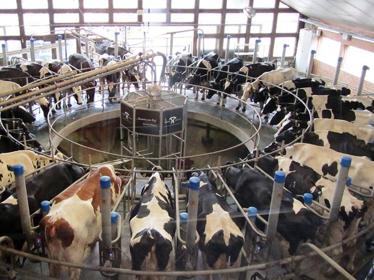  Kühe auf dem Milchhof Hemme in der Wedemark.