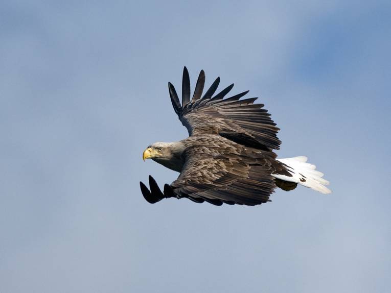 Seeadler im Flug