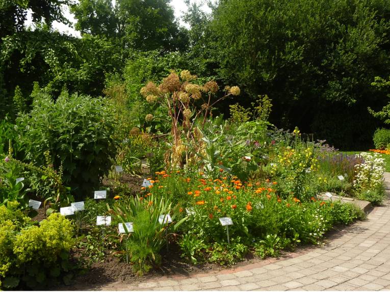 Kräuter im Park des Klinikums
