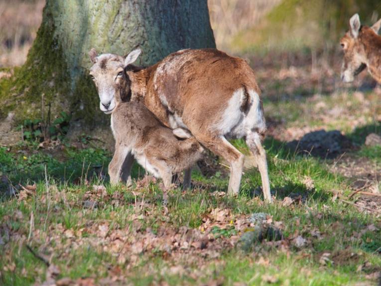Muffelllamm und Mutterschaf