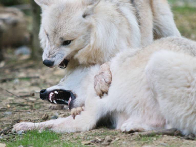 Zwei Wölfe spielen miteinander und fletschen die Zähne