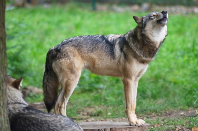 Wölfe im Wisentgehege