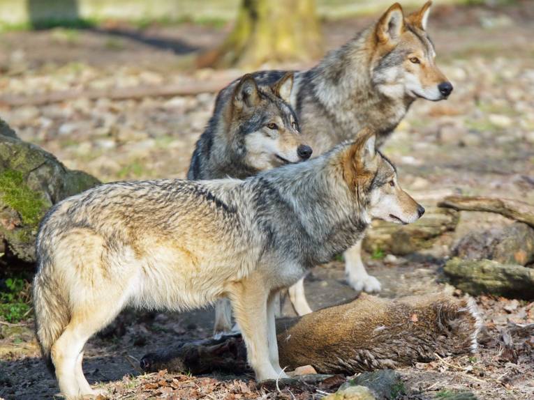 Wölfe im Wisentgehege