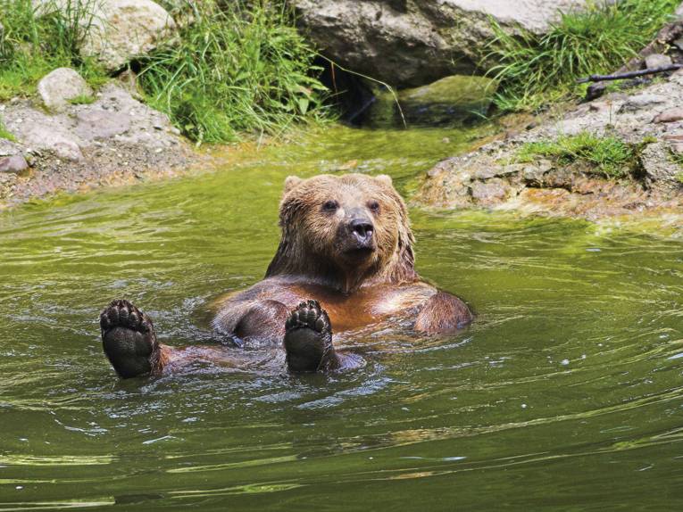 Bär im Wisentgehege