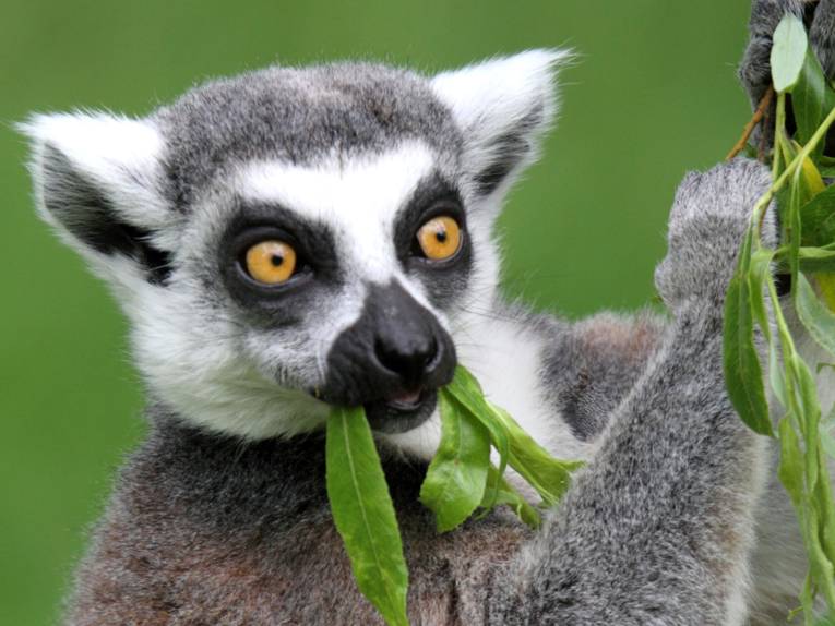 Katta - Lemur im Serengeti Park