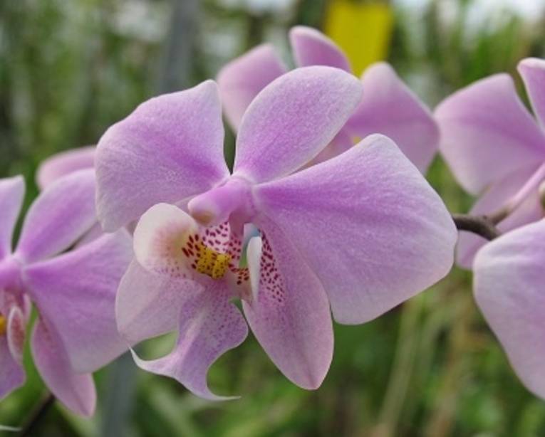 Orchidee im Berggarten