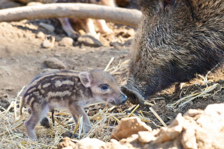 Wildschweinjunge im Wisentgehege Springe