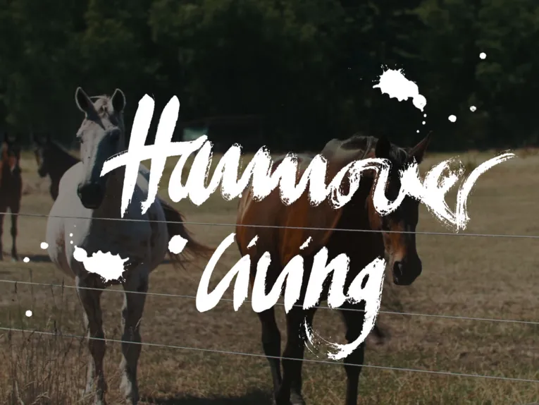 Reiten in der Urlaubsregion Hannover