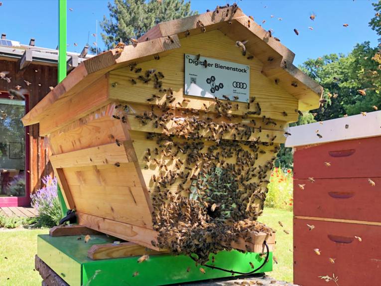 Ein Bienenstock, auf dem zahlreiche Bienen sitzen. 