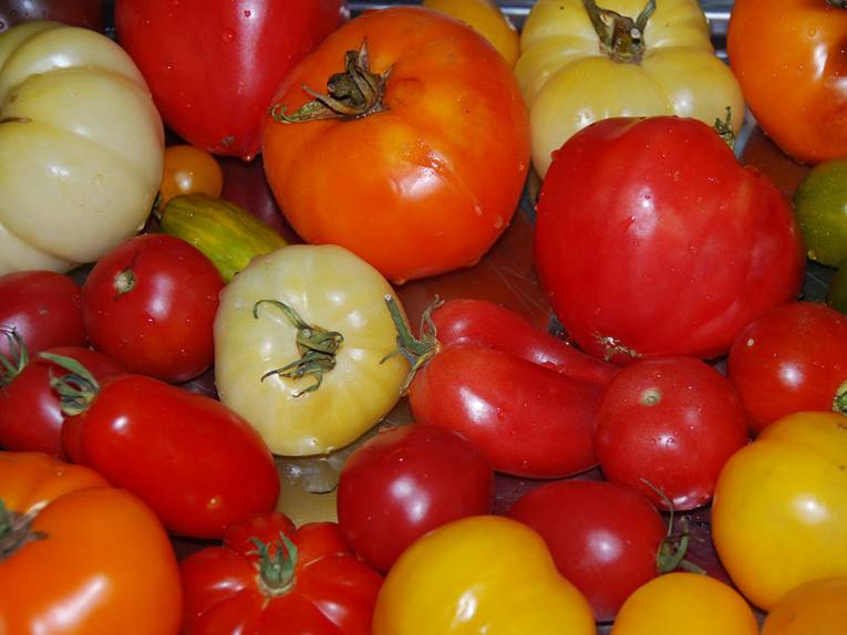 Rote, gelbe und grüne Tomaten in verschiedenen Formen und Größen