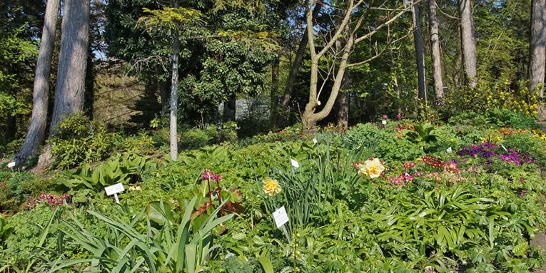 Blühende Primeln, Bergenien und Narzissen im Schulgarten Linden.