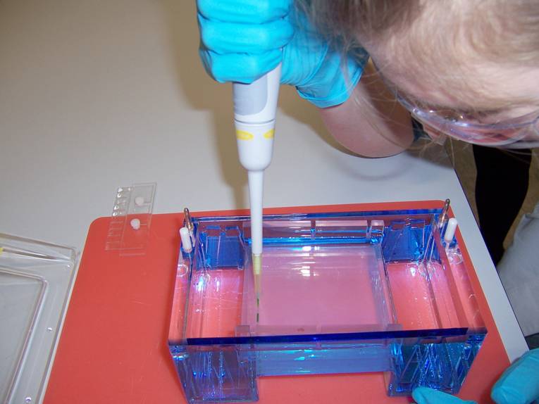 Schülerin mit Pipette an einer Gelelektrophoreseapparatur