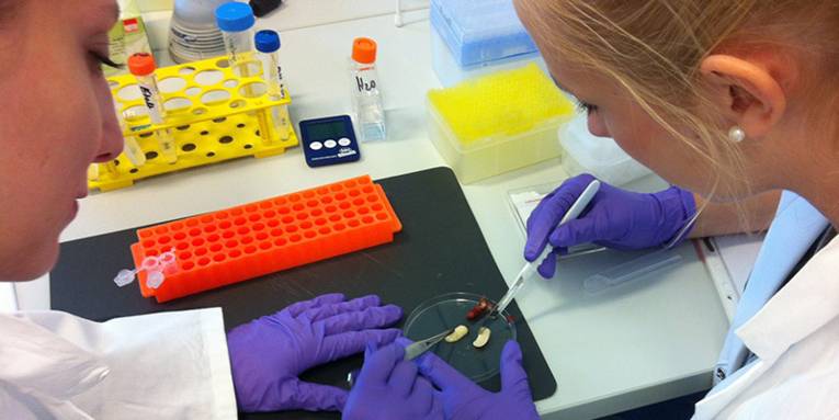 Zwei Schülerinnen in Laborkitteln und Handschuhen sezieren Bohnen in einer Untersuchungsschale
