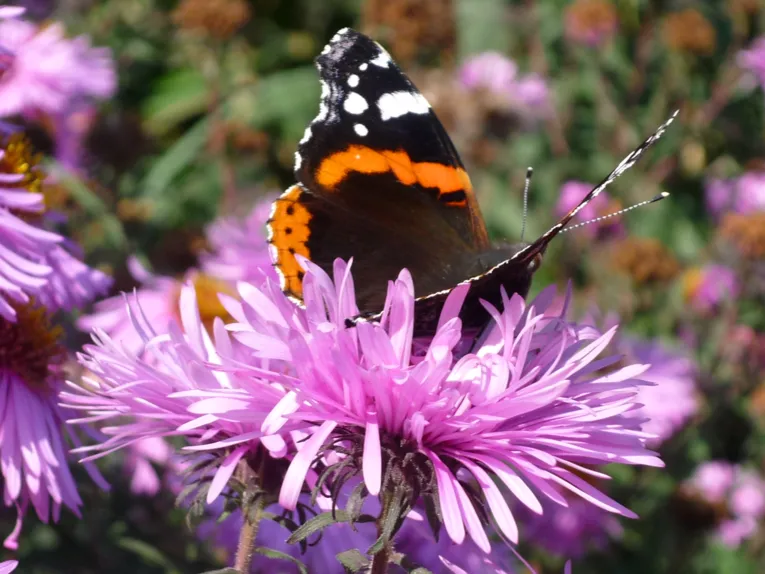 Schmetterling auf einer Aster