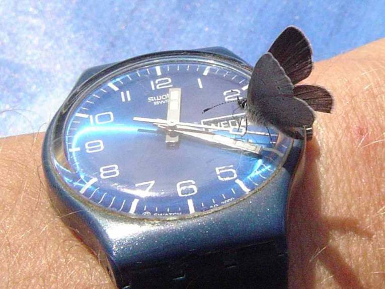Ein Schmetterling sitzt auf einer Armbanduhr und scheint die Uhrzeit zu lesen