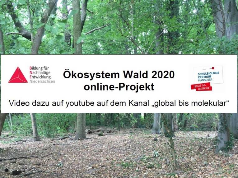 Bilder eines Waldes. Darüber ist ein Schriftzug gelegt, der auf den YouTube-Kanal "global bis molekular" verweist. 