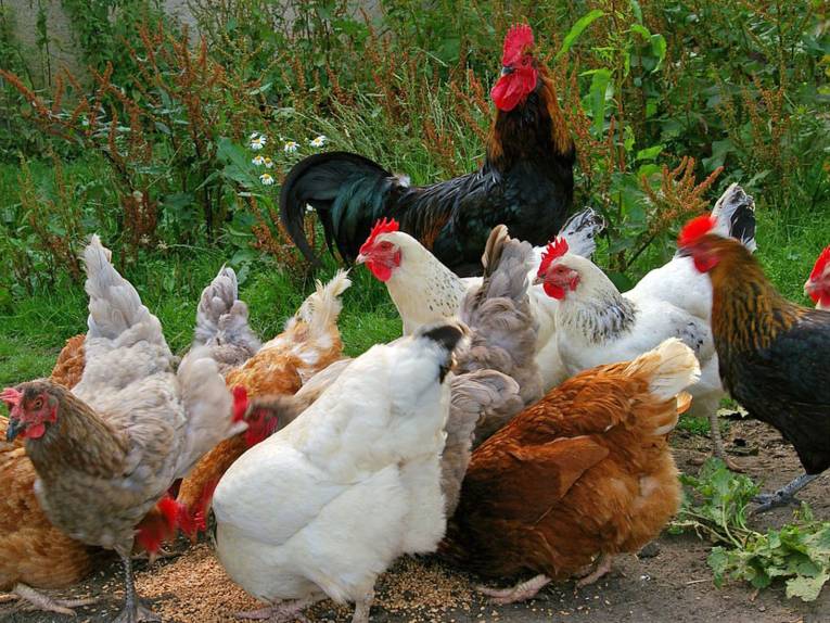 Kochkurs: Ich wollt ich wär ein Huhn