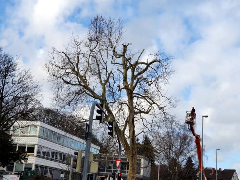 Fachleute des Fachbereichs Umwelt und Stadtgrün kürzen die Baumkrone einer Platane.