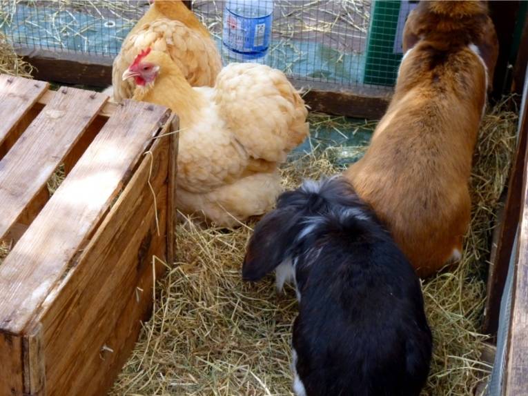 Auf dem Bild sind zwei Hühner und zwei Hasen in einem Käfig/Stall zu sehen.