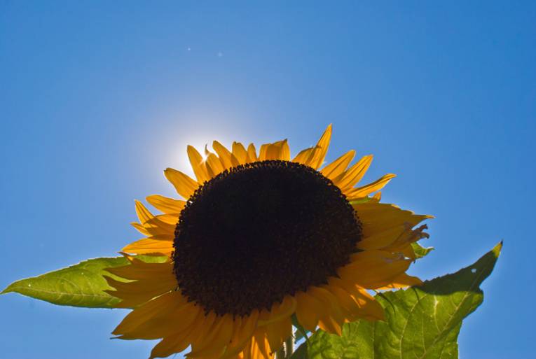 Sonnenblume