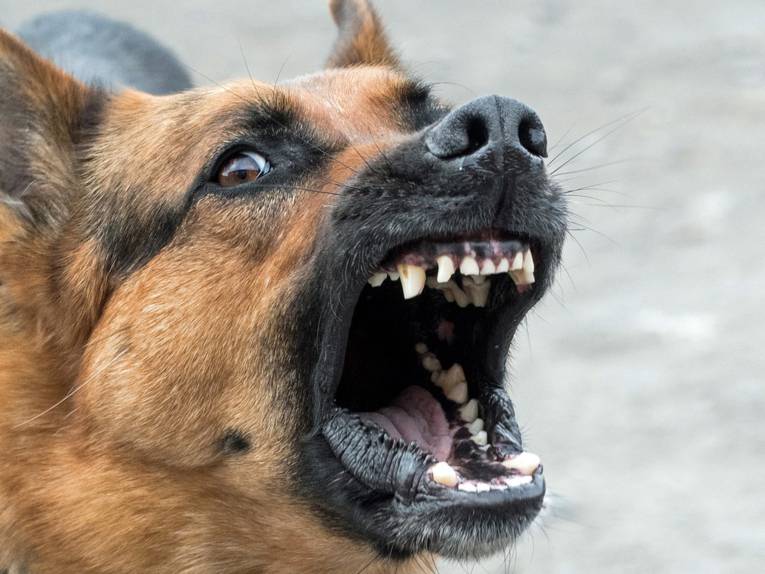 Drohgebärde eines Hundes - er zeigt mit einem weit aufgerissenen Maul seine Zähne.
